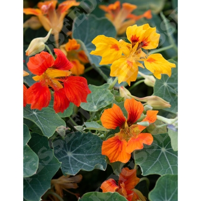 Picture of Nasturtium - Arizona Mixed